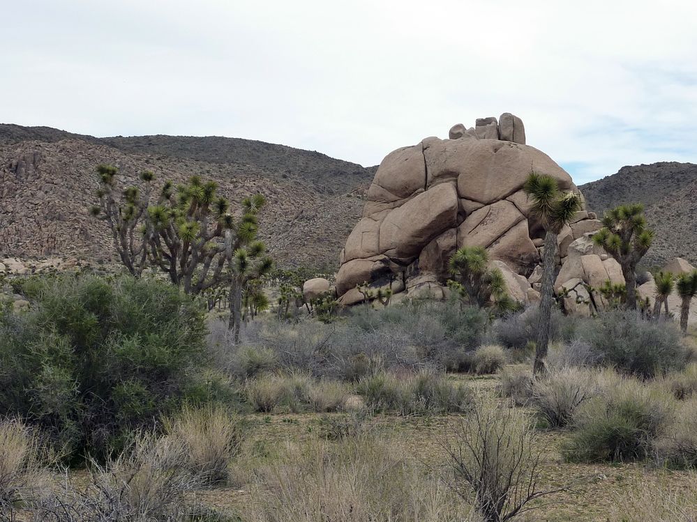 joshua tree national park (43).JPG
